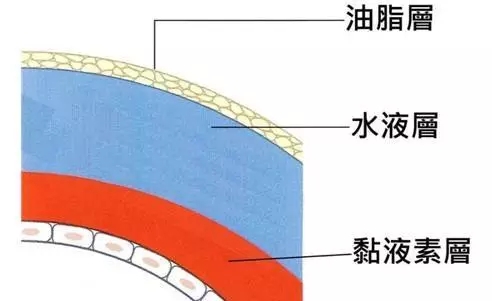 泪液的组成有哪些？