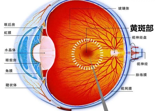 老年人会得哪些眼病？