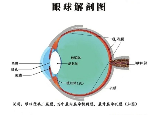 孩子的高度近视是如何形成的？