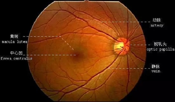 正常眼底照片黄斑图片