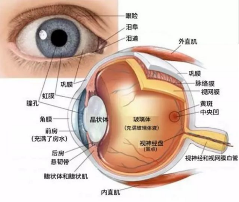 正常眼结膜图片