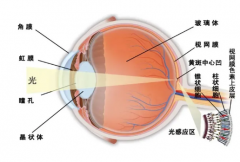 眼科科普｜你的眼睛你了解吗？