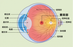 视网膜脱离不可逆！高度